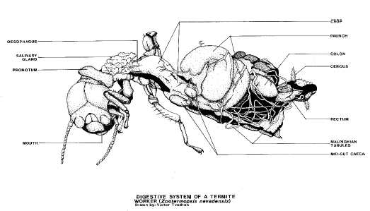 Internal workings of a termite body